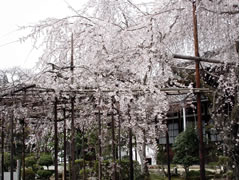 醍醐寺