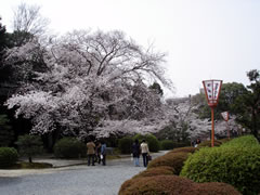 随心院