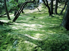 苔寺