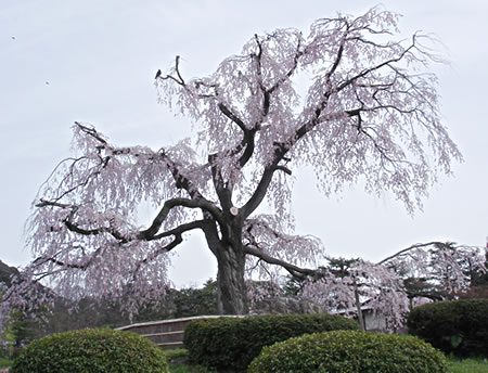 円山公園