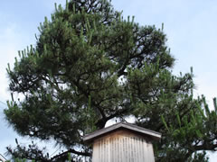 一乗寺下り松