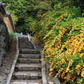 願徳寺
