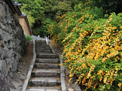 願徳寺：山門前の階段