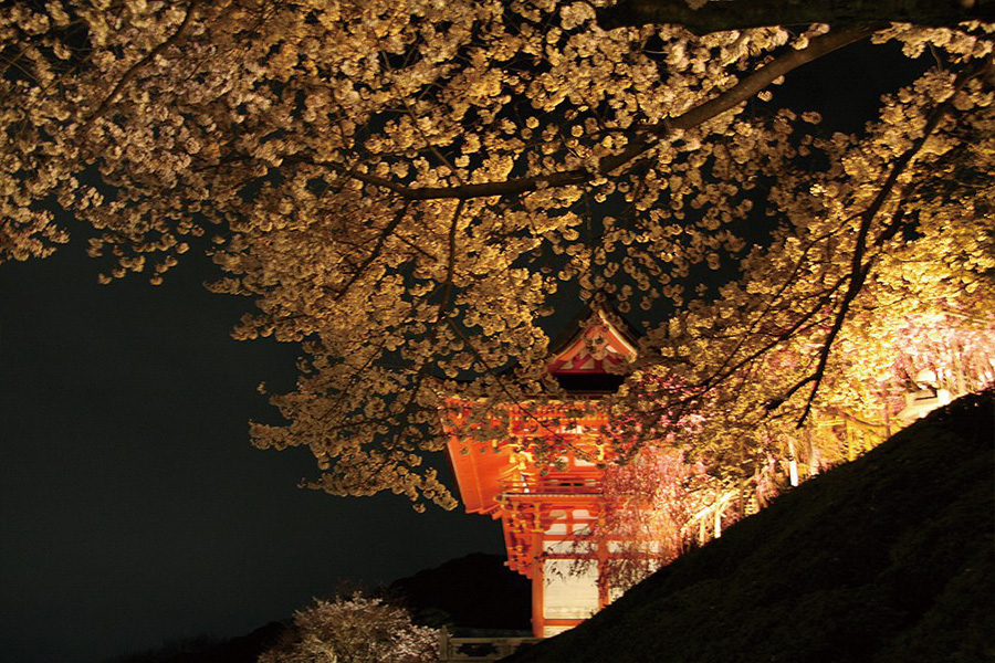 清水寺：桜ライトアップ