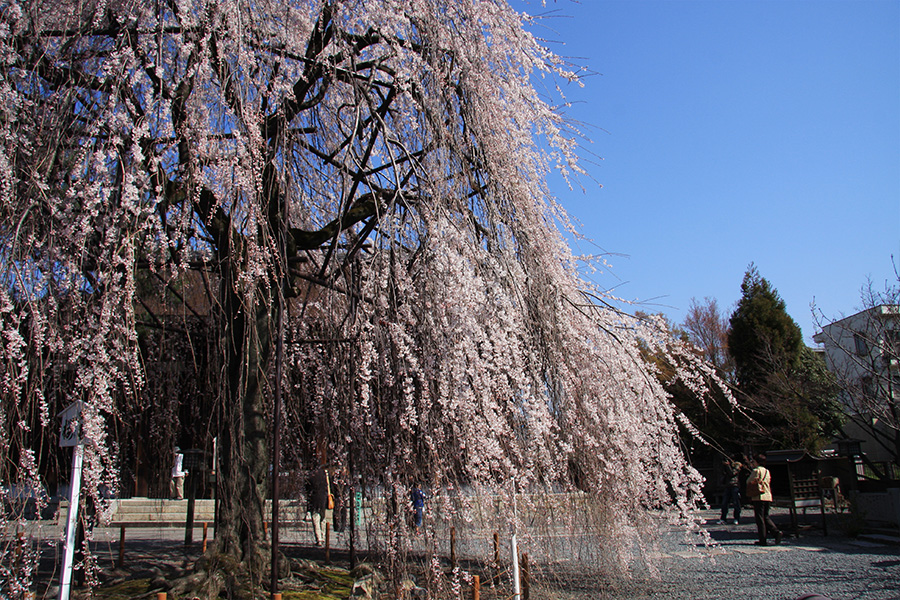 千本釈迦堂：桜