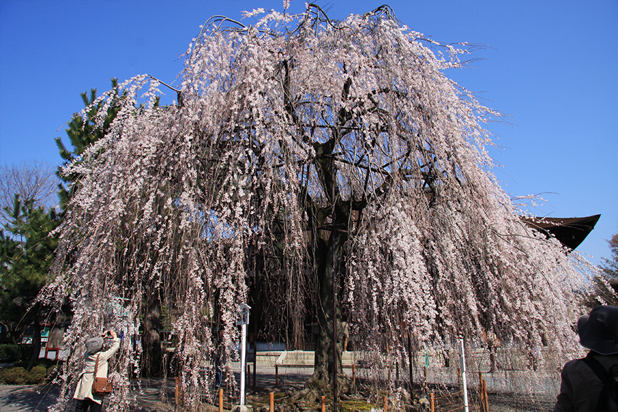 千本釈迦堂：桜
