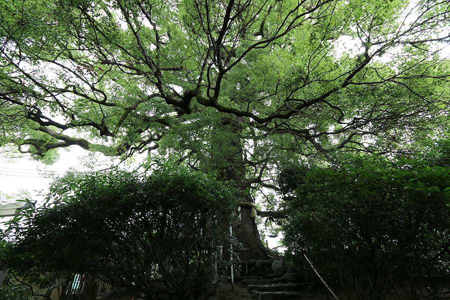 新熊野神社