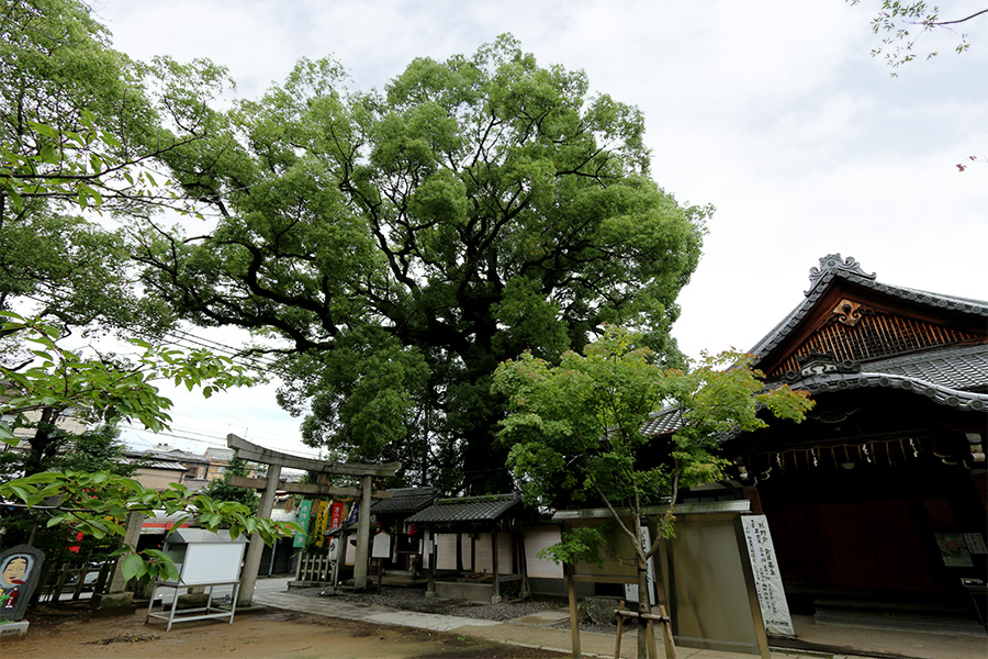 新熊野神社