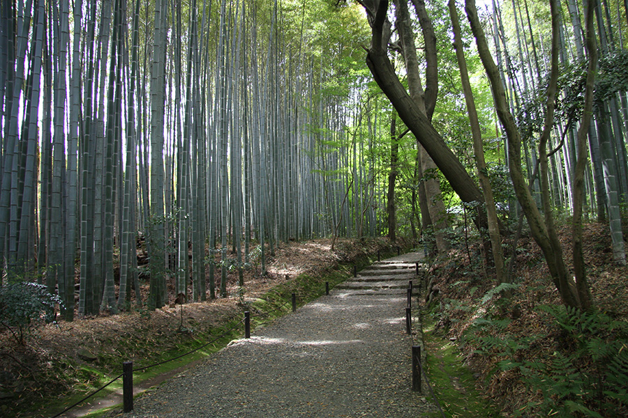 竹の寺 地蔵院