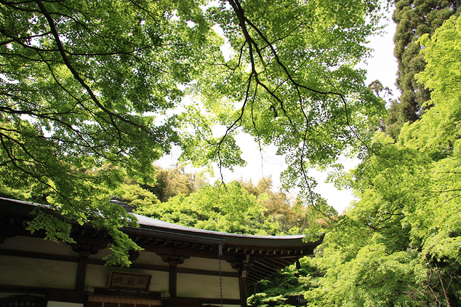 竹の寺 地蔵院