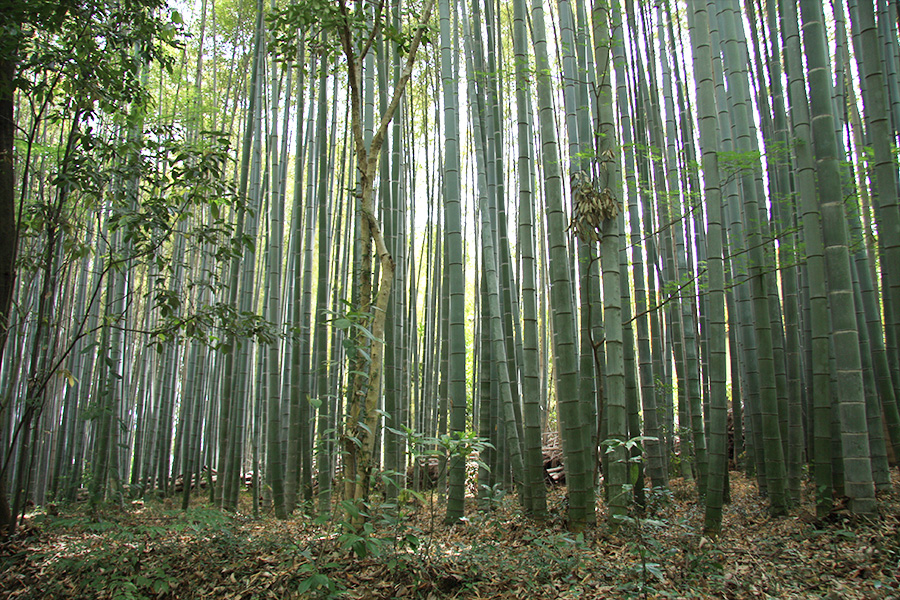 竹の寺 地蔵院