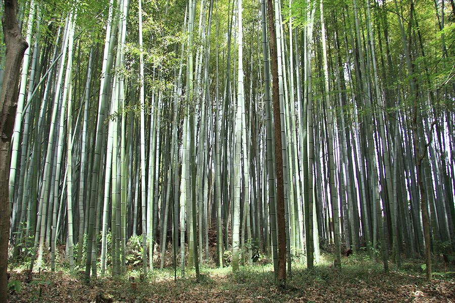 竹の寺 地蔵院