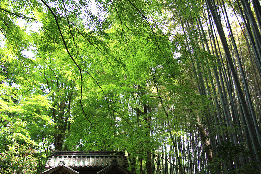 竹の寺 地蔵院