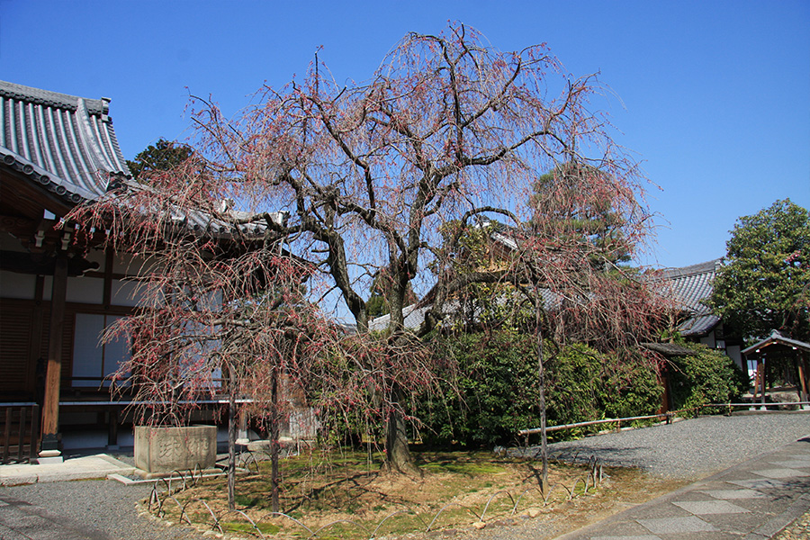 上品蓮台寺