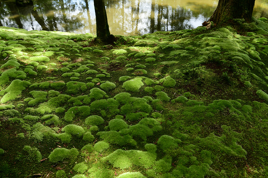 苔寺（西芳寺）