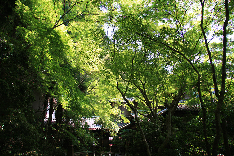 瑠璃光院