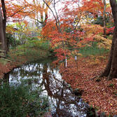 糺の森 紅葉