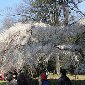 京都御所：桜