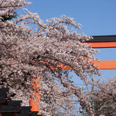 平野神社の桜