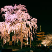 東寺：桜ライトアップ