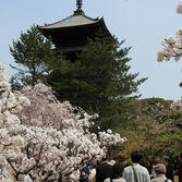 仁和寺：御室桜