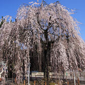 千本釈迦堂：桜