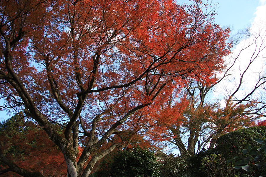 実光院：紅葉