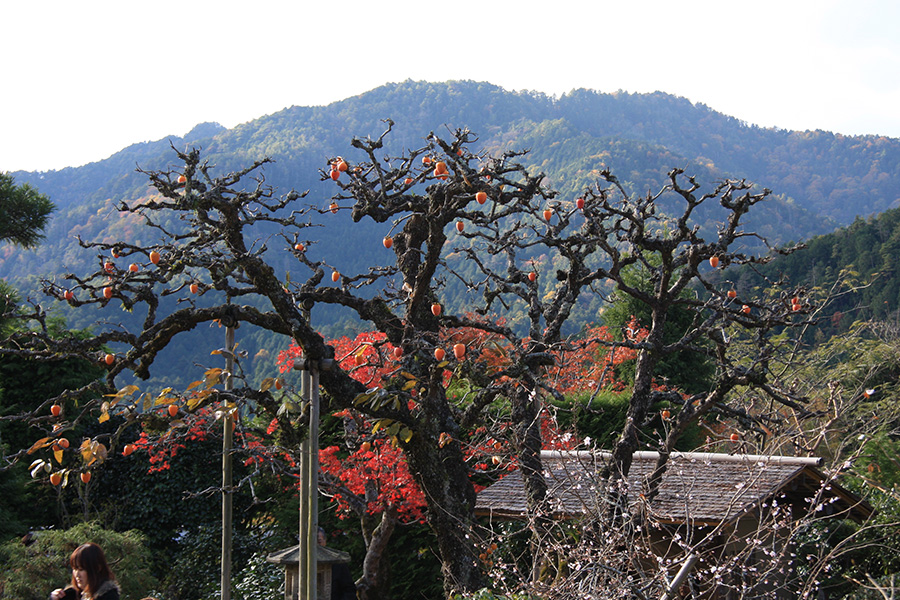 実光院：紅葉