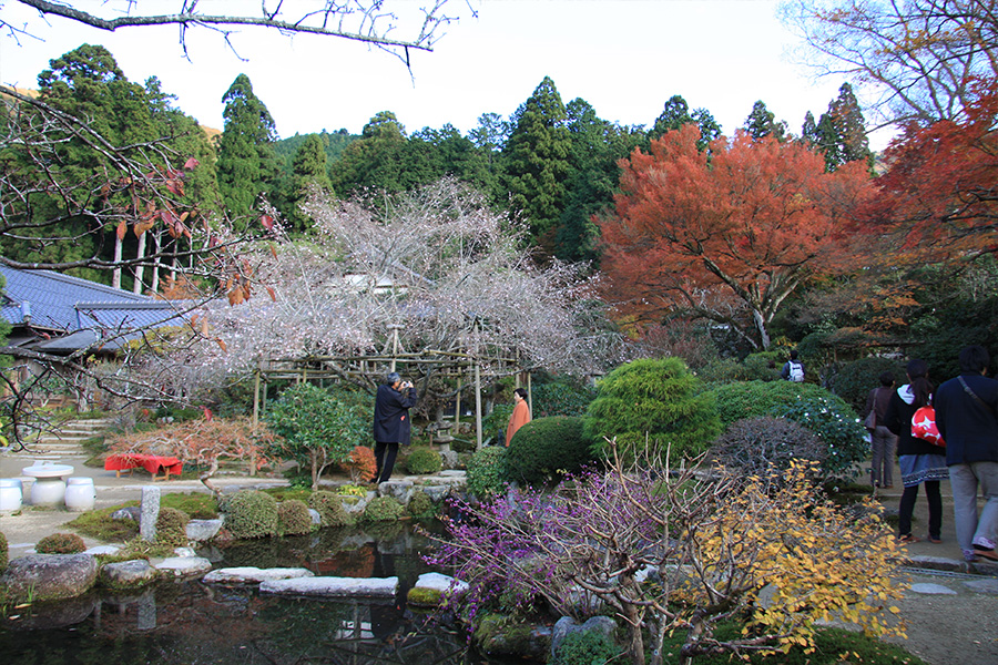 実光院：紅葉