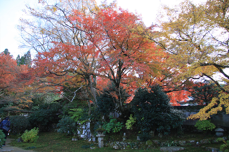 実光院：紅葉