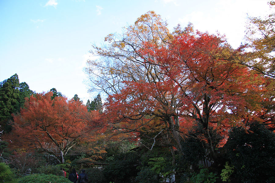 実光院：紅葉