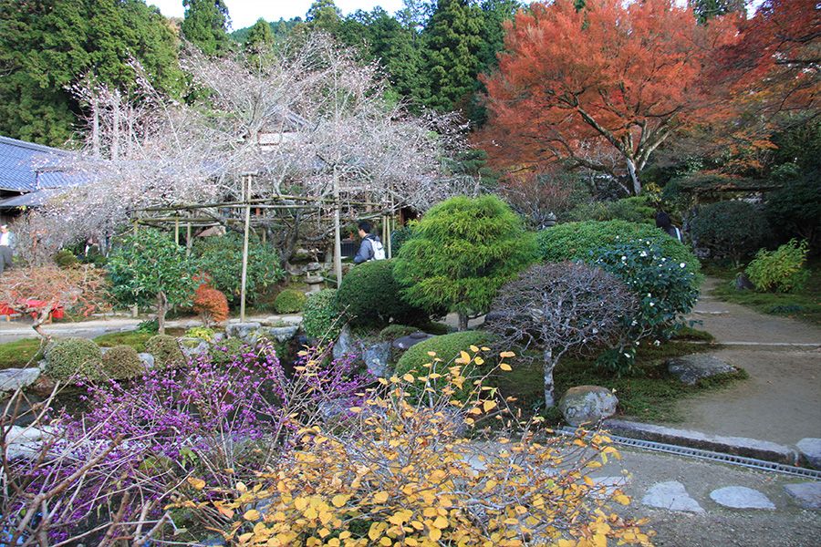 実光院：紅葉