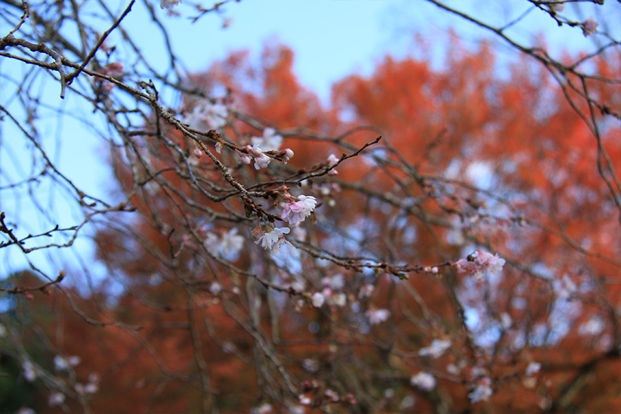 実光院：紅葉