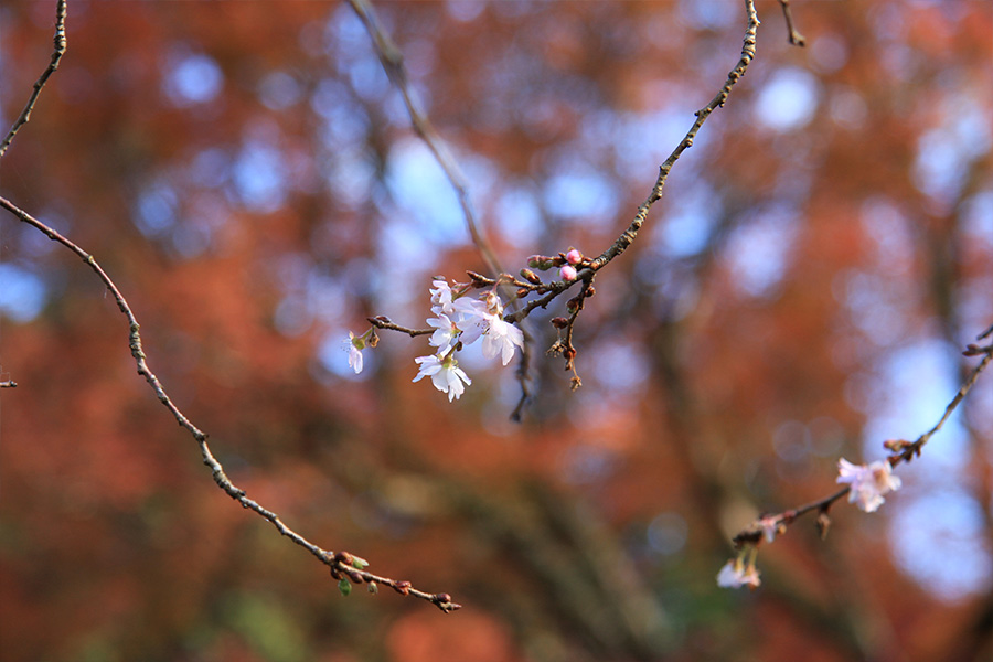 実光院：紅葉