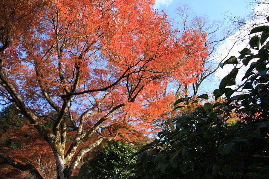 実光院：紅葉