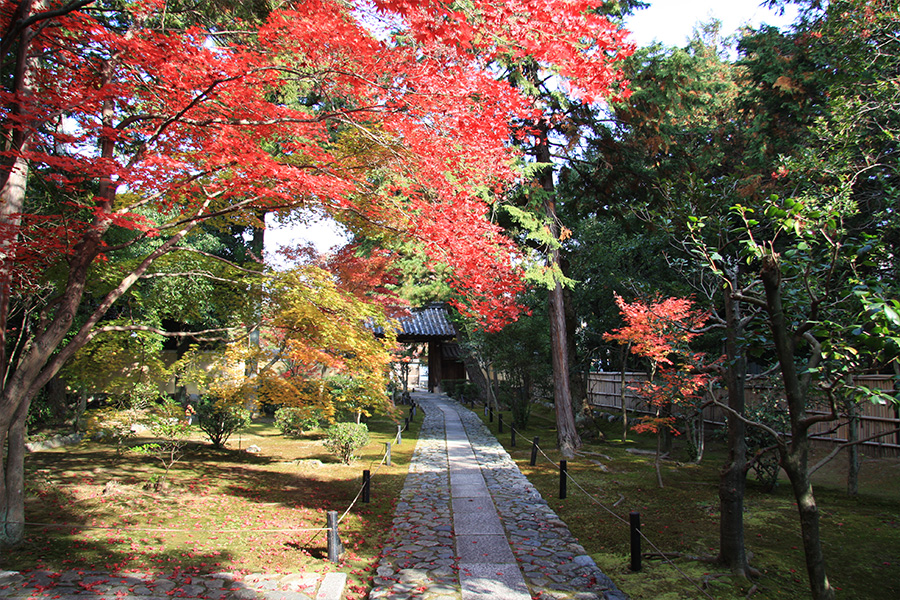 鹿王院：紅葉