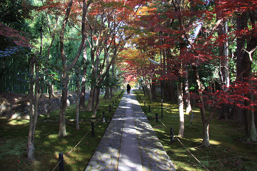 鹿王院：紅葉