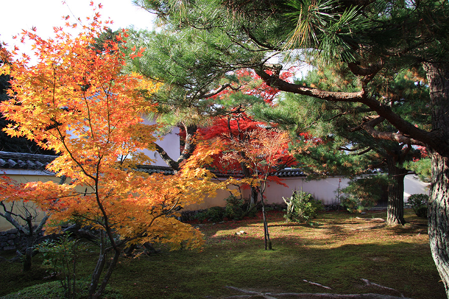 鹿王院：紅葉