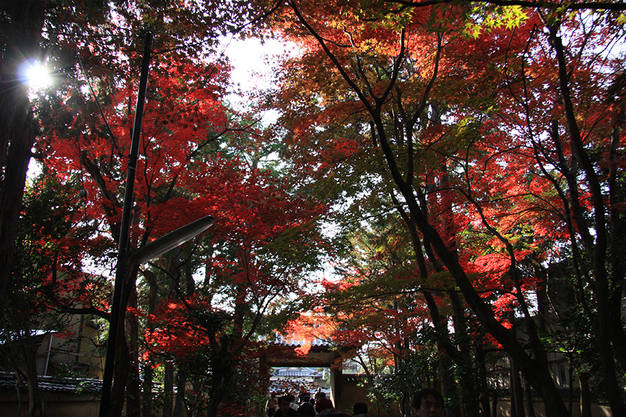 鹿王院：紅葉