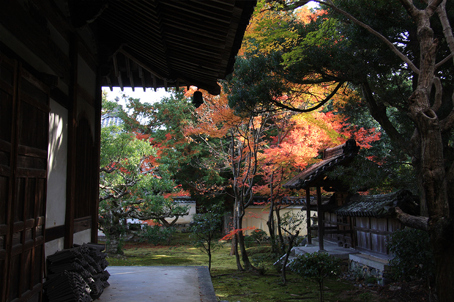 鹿王院：紅葉