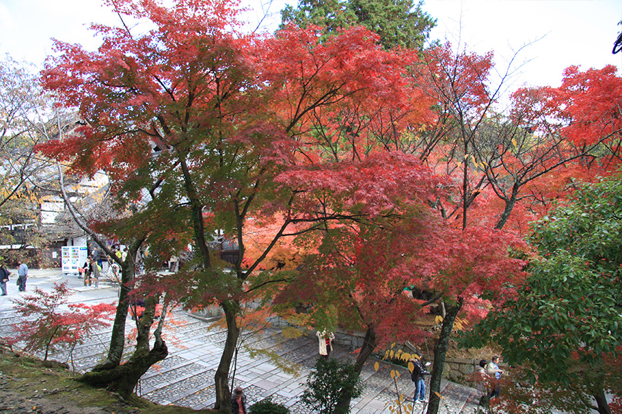 金戒光明寺：紅葉