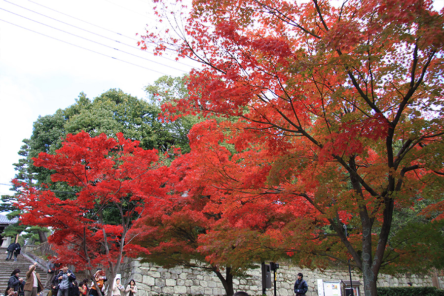 金戒光明寺：紅葉