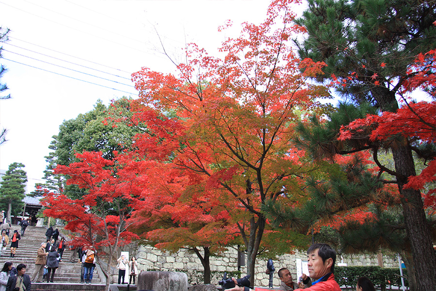 金戒光明寺：紅葉