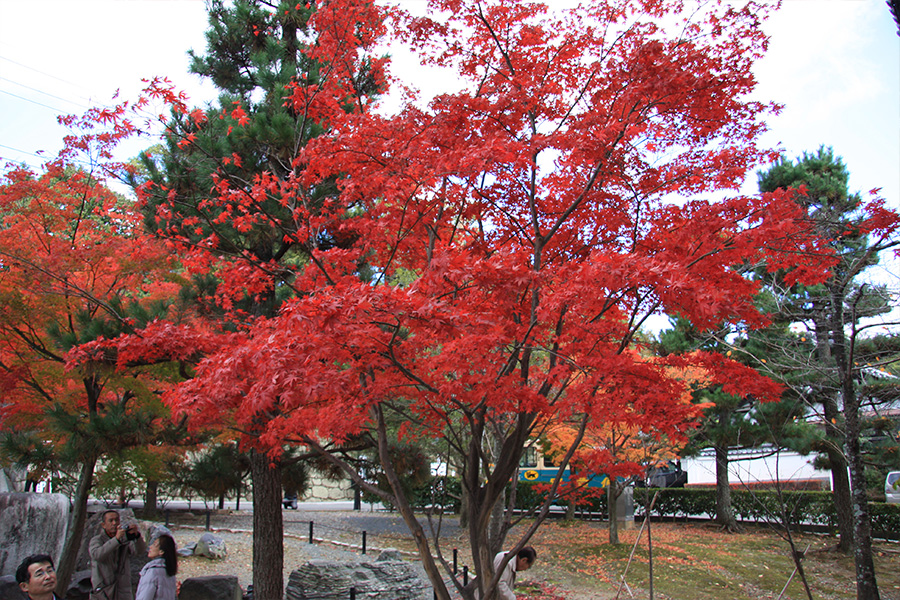 金戒光明寺：紅葉