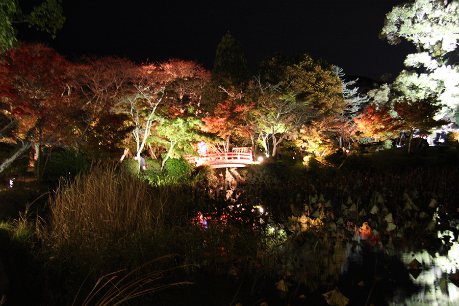 大覚寺：紅葉ライトアップ