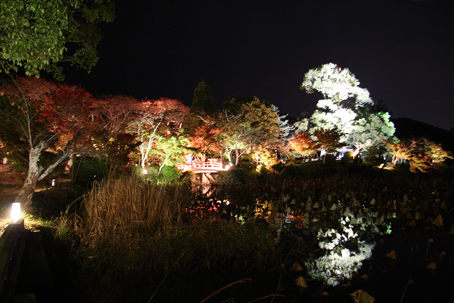 大覚寺：紅葉ライトアップ