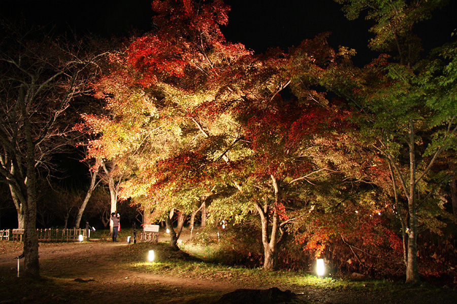 大覚寺：紅葉ライトアップ