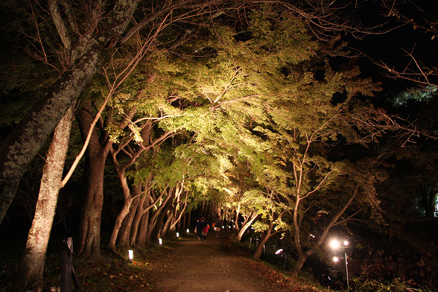 大覚寺：紅葉ライトアップ