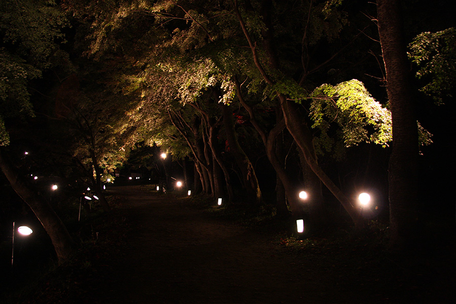 大覚寺：紅葉ライトアップ