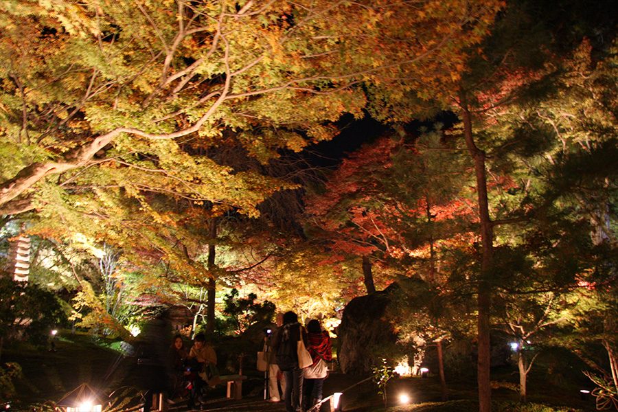 宝厳院：紅葉ライトアップ